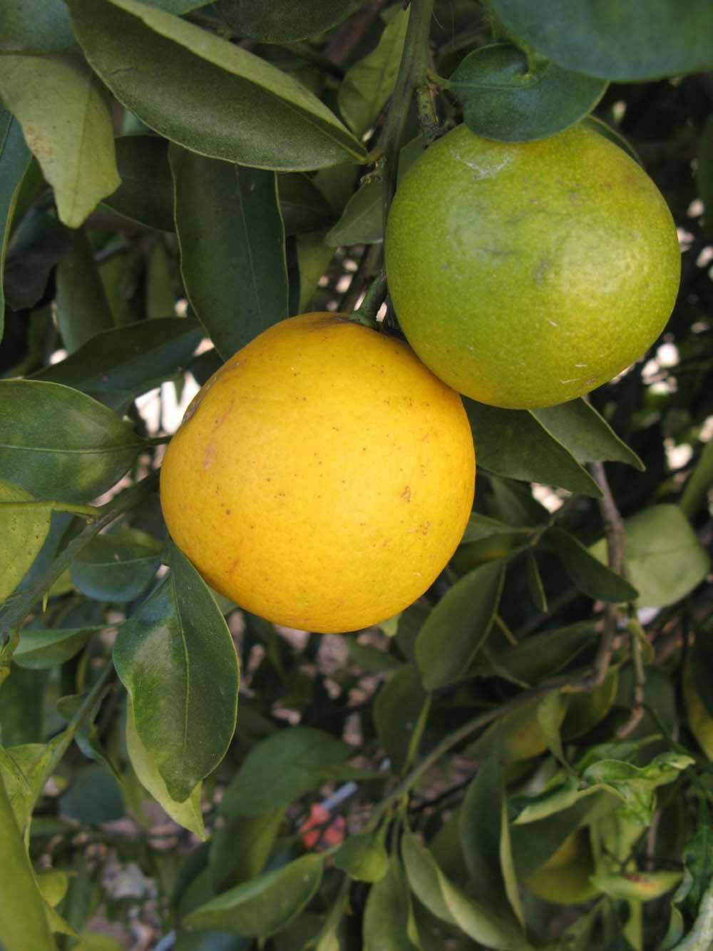            Fruit (Winter Haven, FL)   